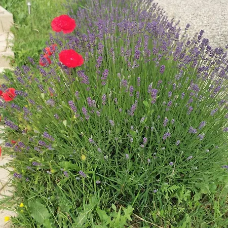 別荘 Le Puech Des Amandiers